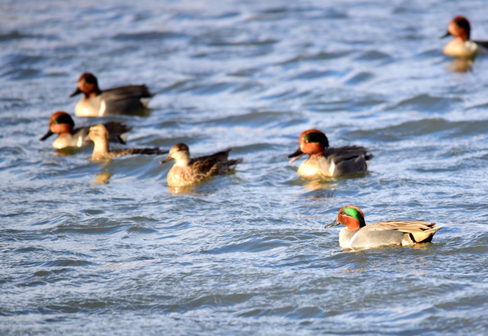 Green-winged teal at Seedskadee National Wildlife Refuge