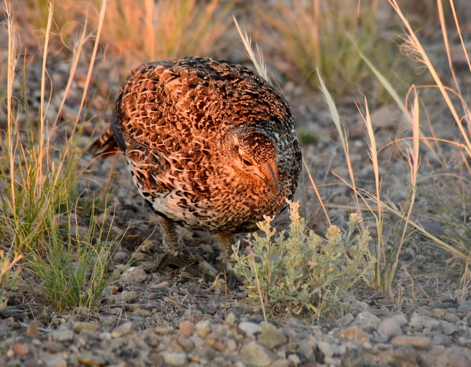 Greater sage-grouse at Seedskadee National Wildlife Refuge