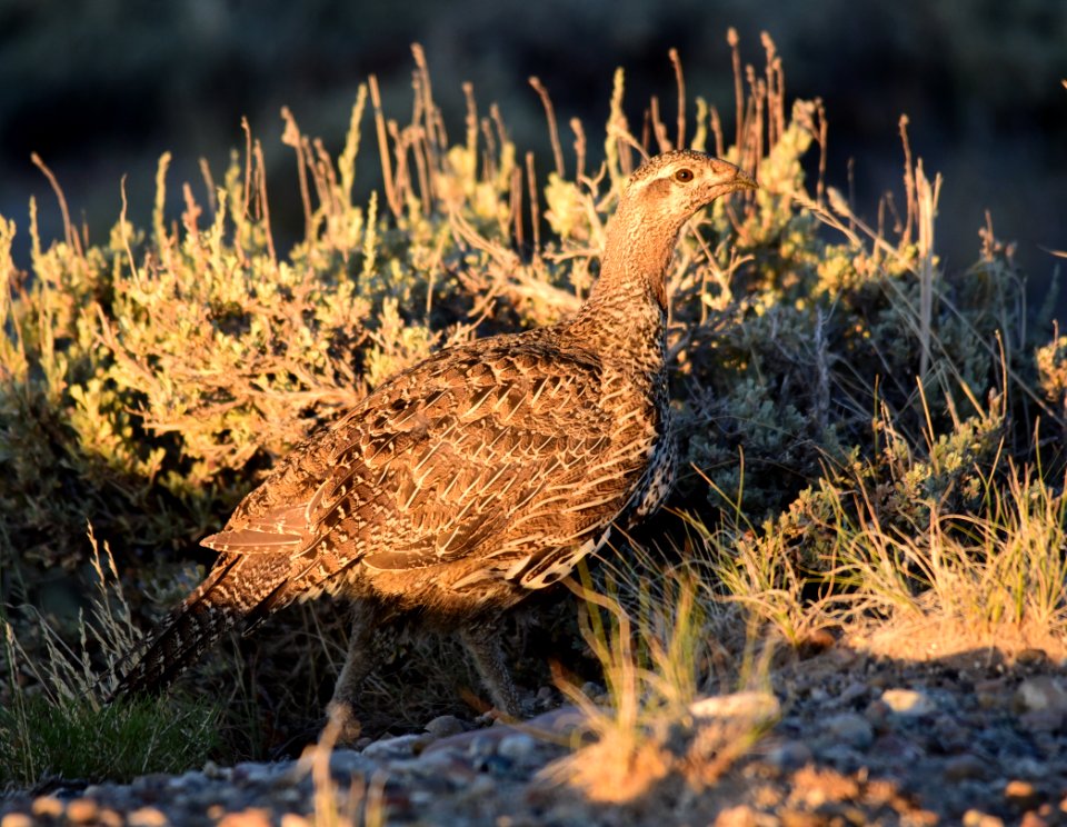 Greater sage-grouse at Seedskadee National Wildlife Refge