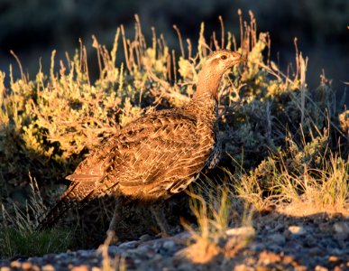 Greater sage-grouse at Seedskadee National Wildlife Refge
