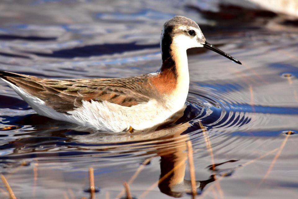 Wilson's phalarope at Seedskadee National Wildlife Refuge