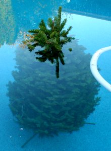 A Tree Swims in Arizona photo