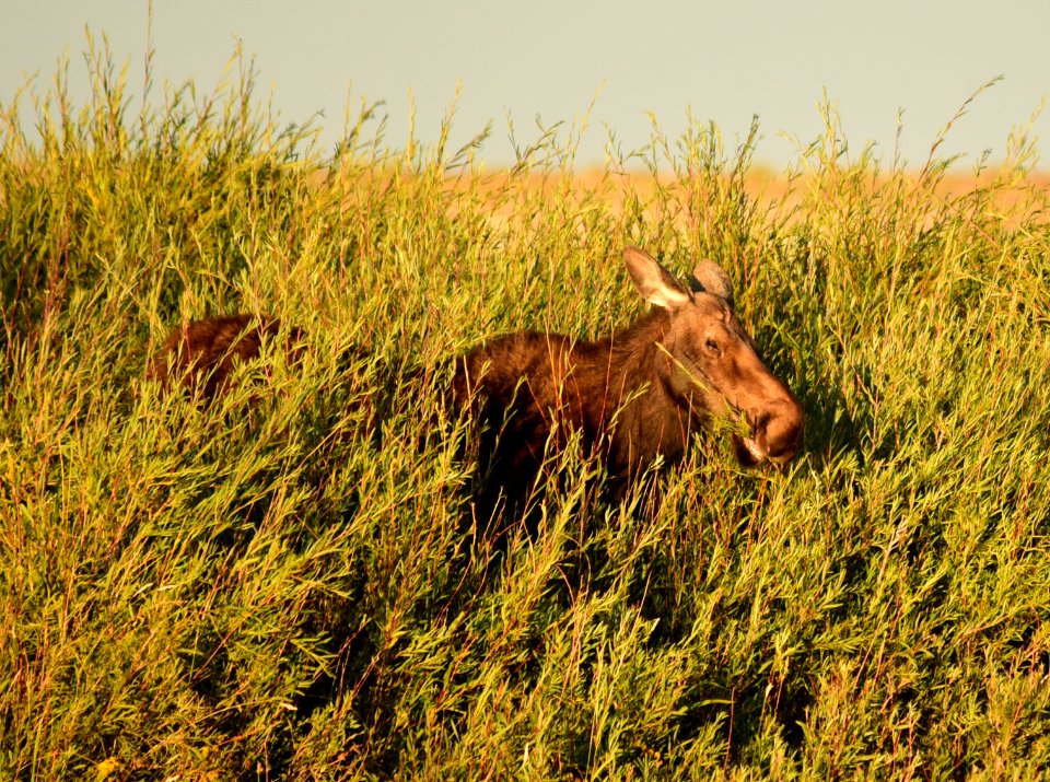 Moose at Seedskadee National Wildlife Refuge