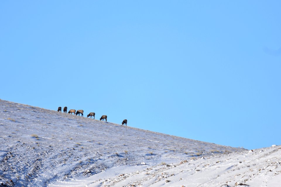 National Elk Refuge