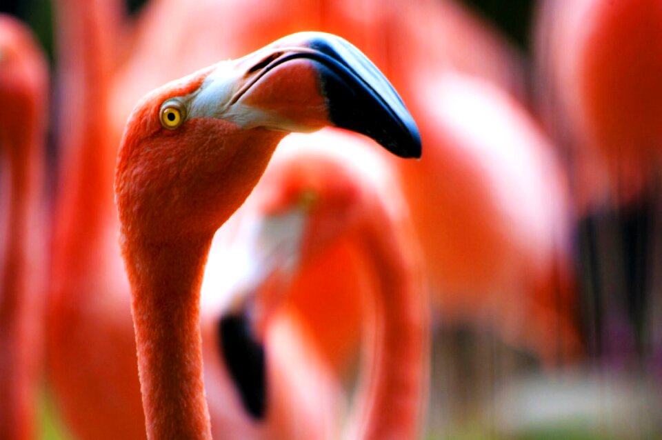 Animals beak red animals