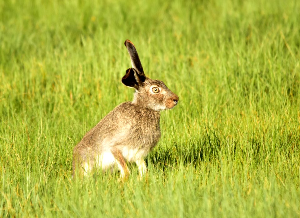 White-tailed jackrabbit at Arapaho National Wildlife Refuge