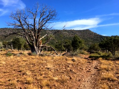Ye Olde Juniper Sentinel