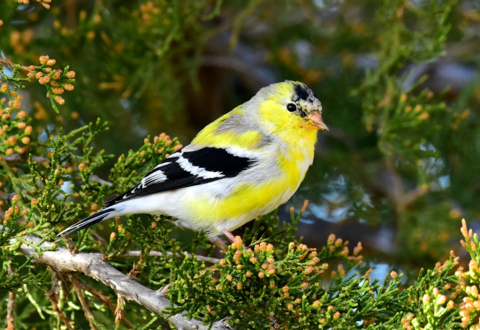 American goldfinch