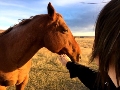 Big Horses Don't Cry