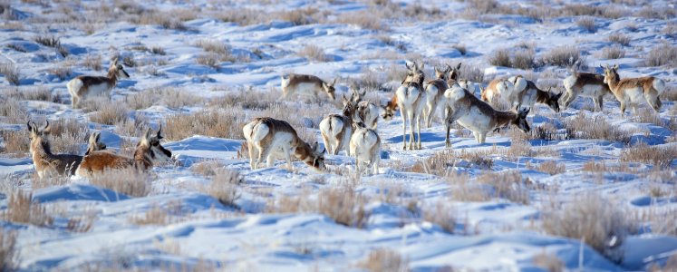 Pronghorn at Seedskadee National Wildlife Refuge