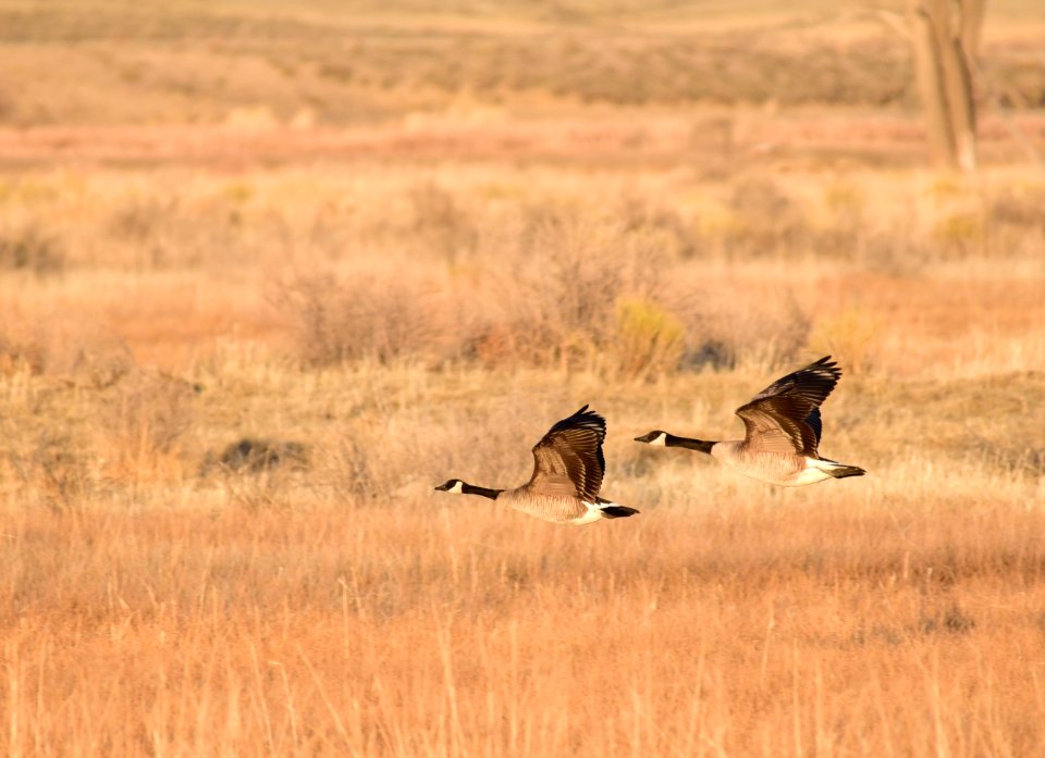 Canada geese on Seedskadee National Wildlife Refuge