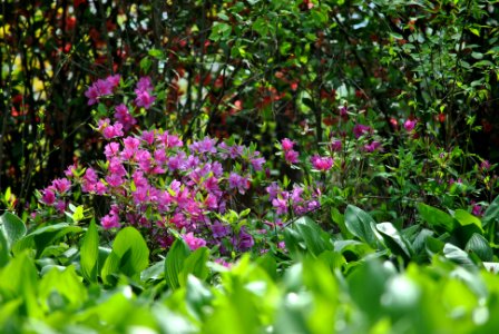 Namsan Park Spring 2016