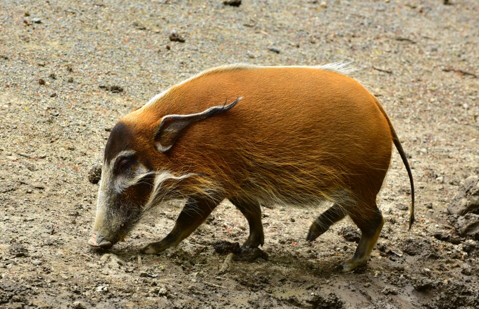 Livestock happy animal world