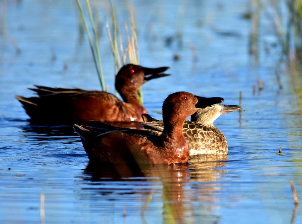 Cinnamon teal at Seedskadee National Wildlife Refuge