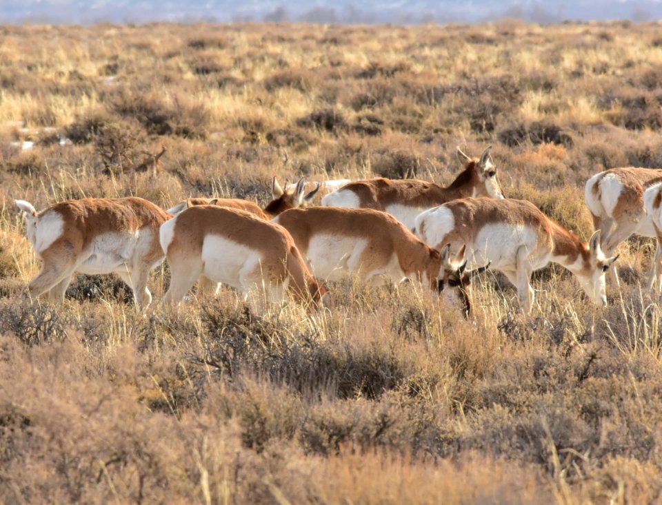 Pronghorn at Seedskadee National Wildlife Refuge