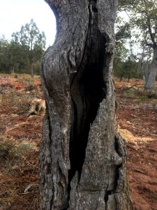 This Ha/ollow Tree