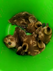 Ducklings in a bucket