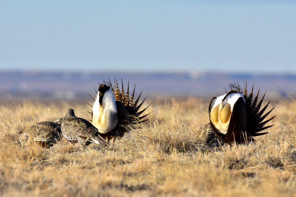 Greater sage-grouse near Seedskadee National Wildlife Refuge