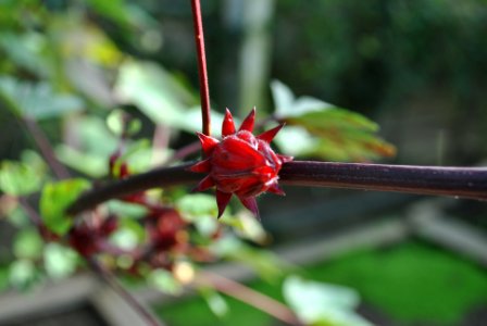 Asan Botanical Garden