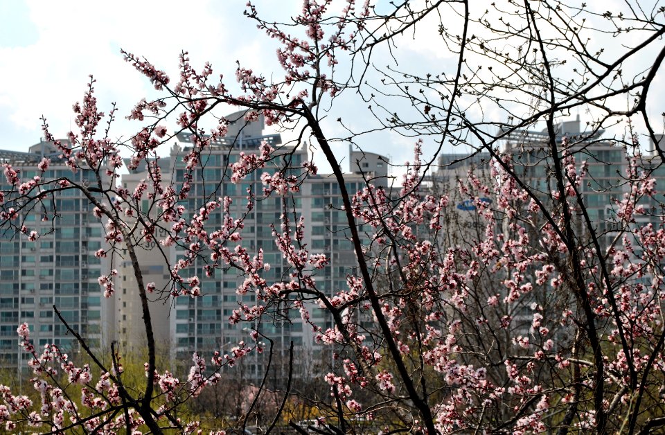 Yeouido Flower Festival