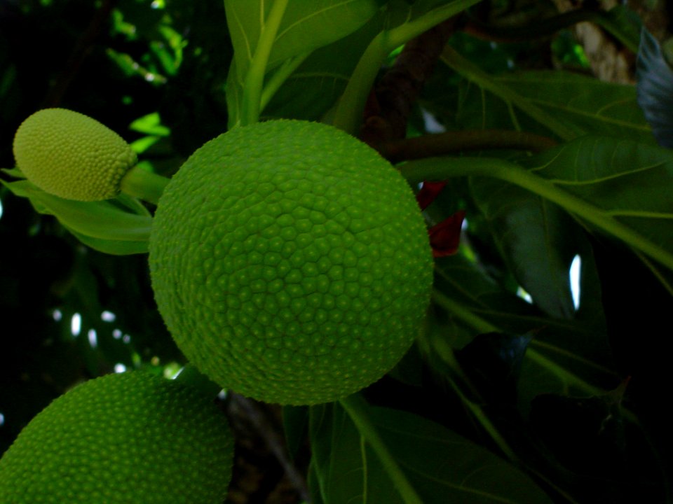 Fruta Pão (=Breadfruit)