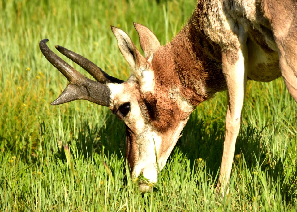 Pronghorn at Arapaho National Wildlife Refuge