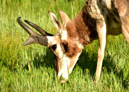 Pronghorn at Arapaho National Wildlife Refuge photo