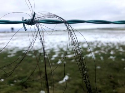Horsing on the Wire