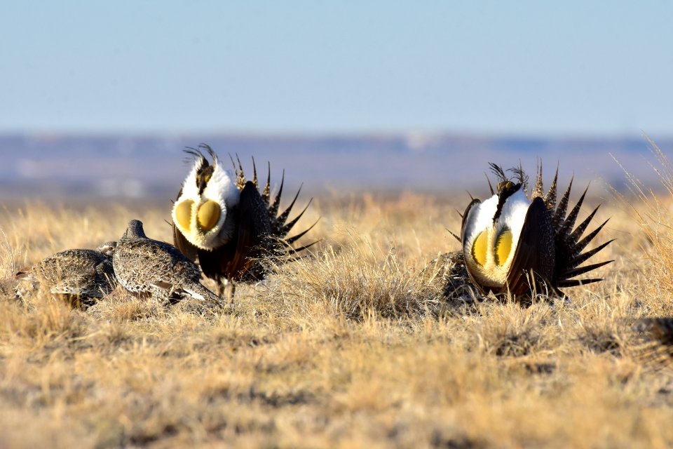 Greater sage-grouse near Seedskadee National Wildlife Refuge