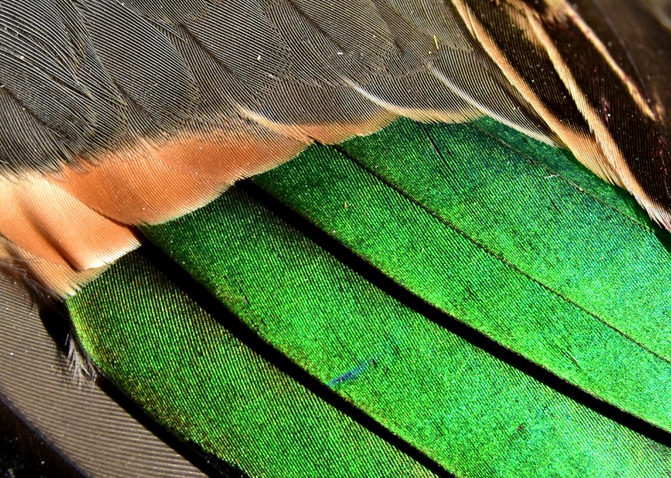 Green-winged teal drake wing speculum