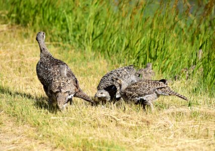 Greater sage-grouse at Seedskadee National Wildlife Refuge