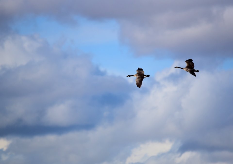 Canada geese at Seedskadee National Wildlife Refuge