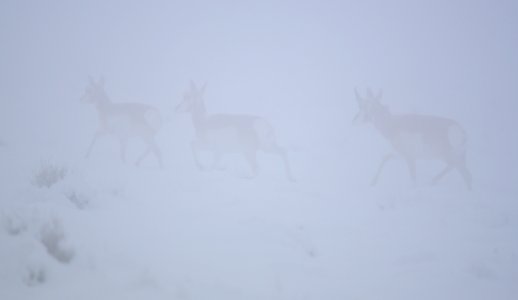Pronghorn in the snow and fog at Seedskadee National Wildlife Refuge