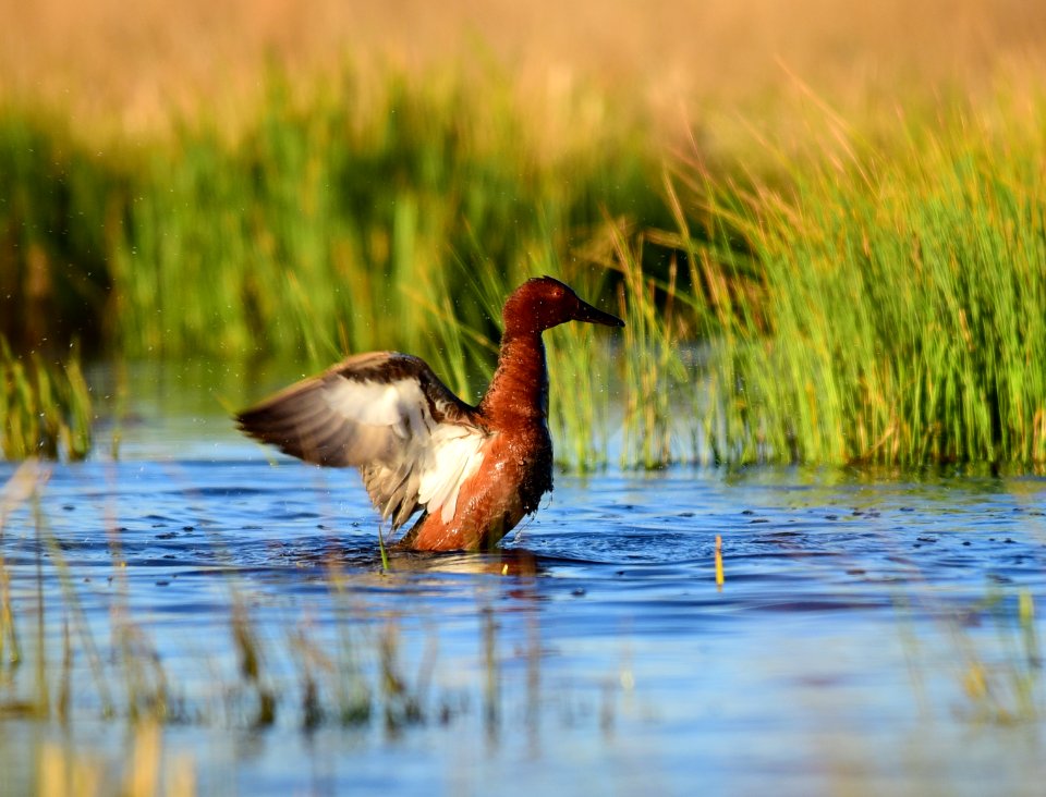 Cinnamon teal at Seedskadee National Wildlife Refuge