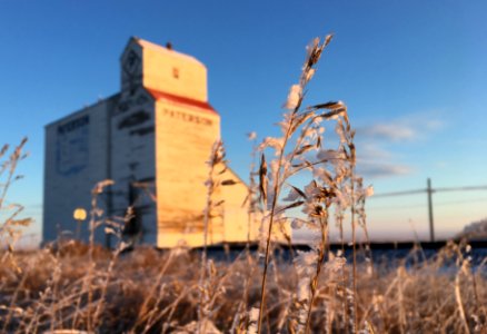 Grass Eye View of the Mortlach Grain Elevator