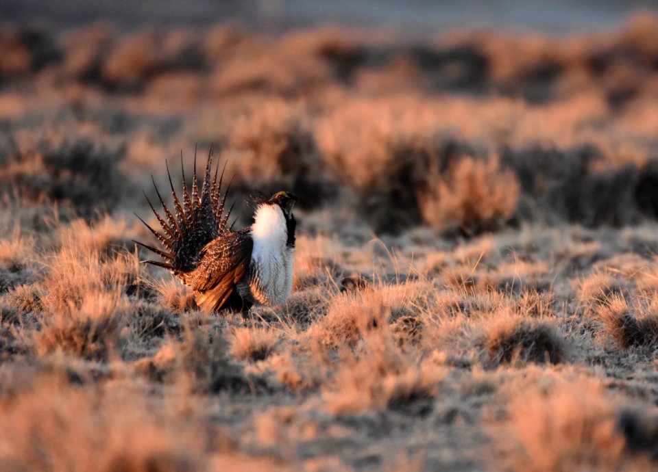 Greater sage-grouse southwest Wyoming