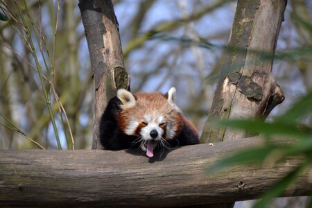 Ailurus fulgens zoo animal world photo