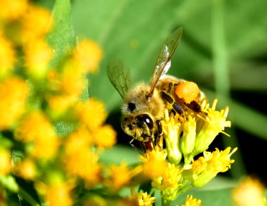 Honey bee along Bear River in Wyoming photo