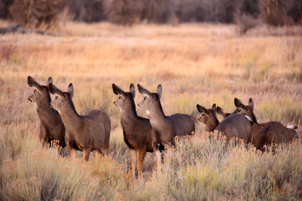 Mule deer at Seedskadee National Wildlife Refuge
