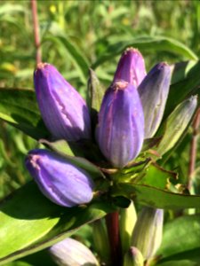 Closed Bottle Gentian Close Up