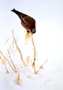 Gray-crowned rosy-finch at Seedskadee National Wildlife Refuge photo