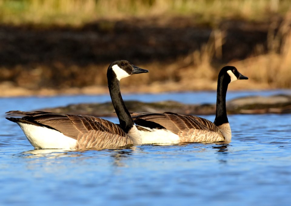 Canada geese at LaCreek  National Wildlife Refuge