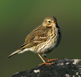 Meadow Pipit photo