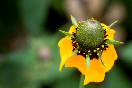 Sunflower photo