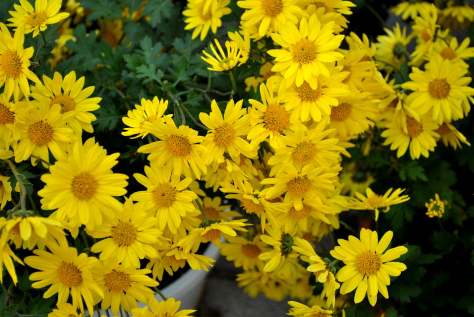 Asan Botanical Garden