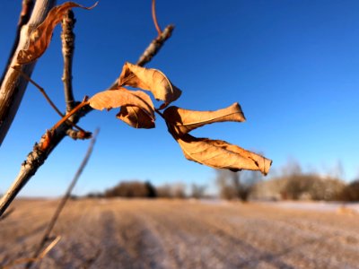 Old As in Autumn