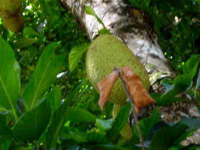 Jackfruit photo