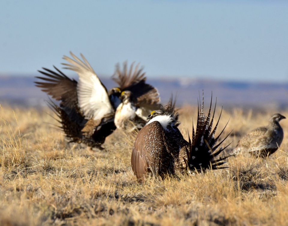 Greater sage-grouse near Seedskadee National Wildlife Refuge