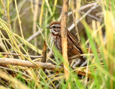 Song sparrow at Seedskadee National Wildlife Refuge