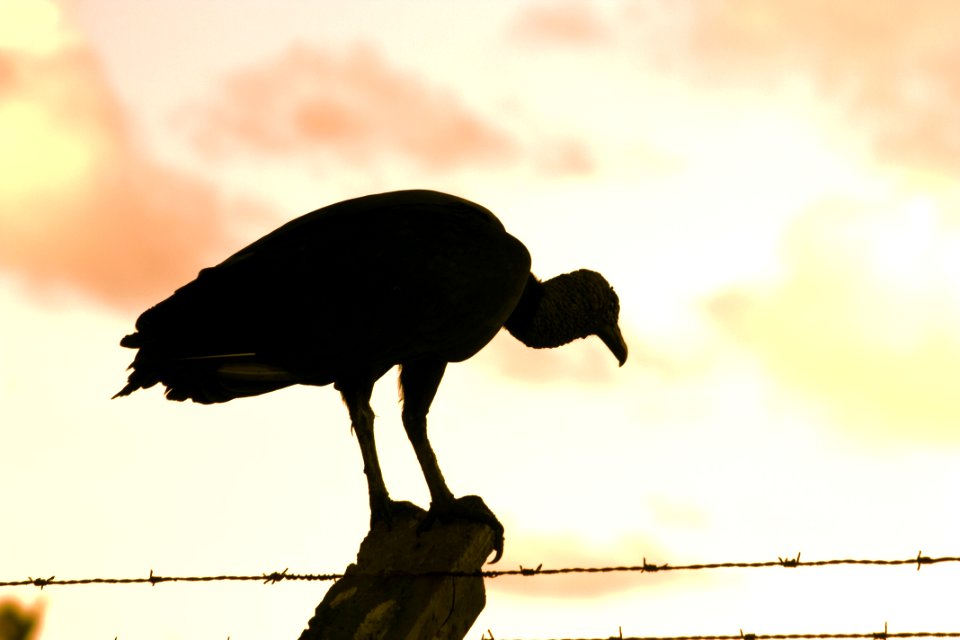 Vulture photo